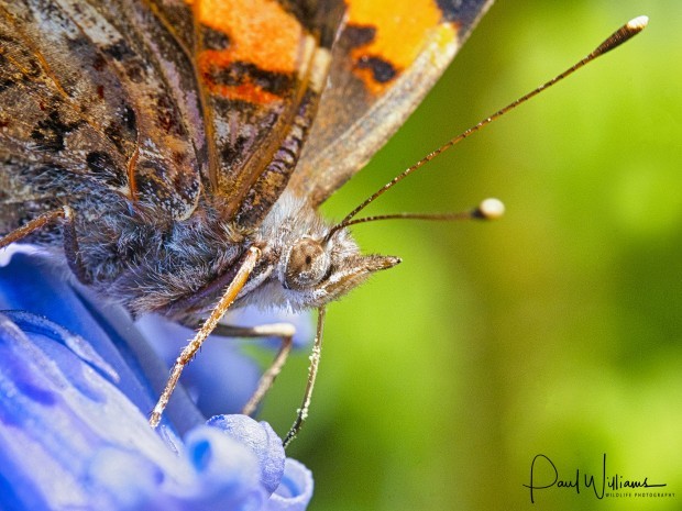 Capturing Spring's Beauty: Macro Photography