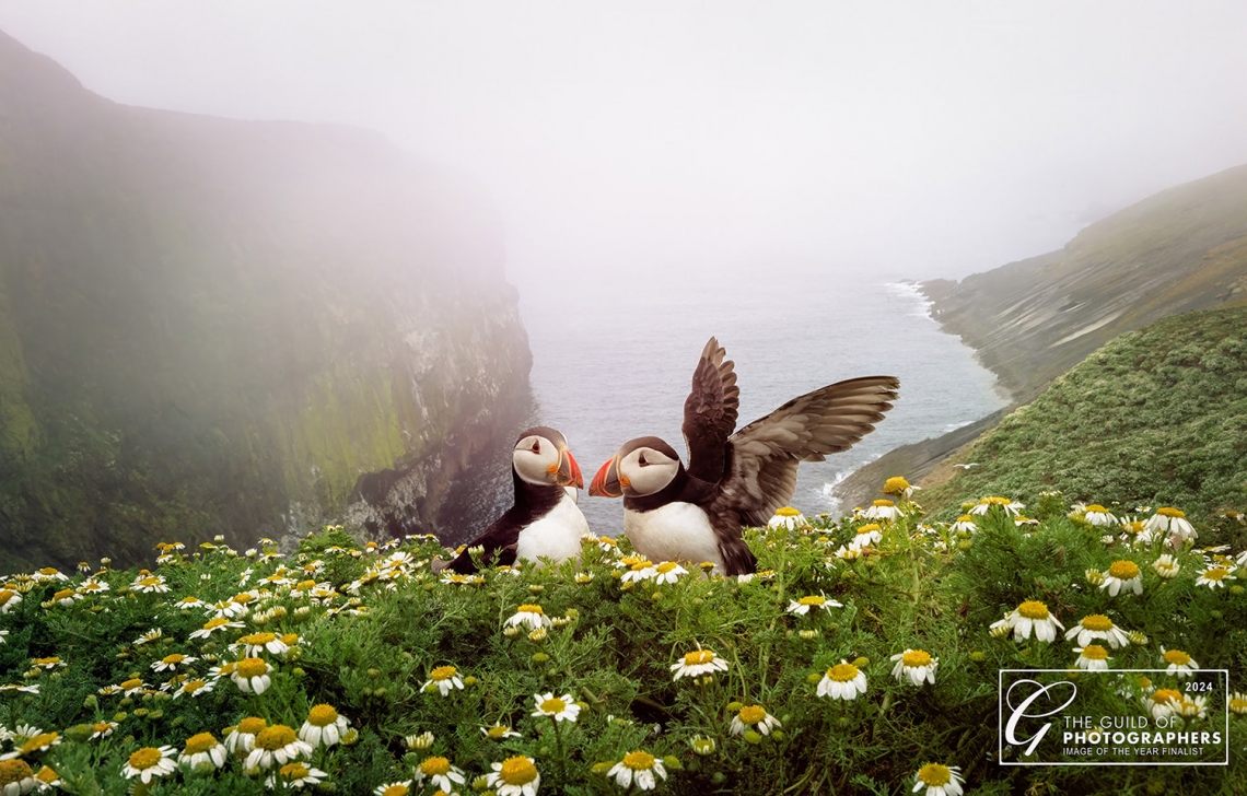 Puffins