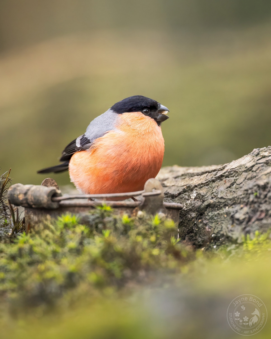 Bullfinch