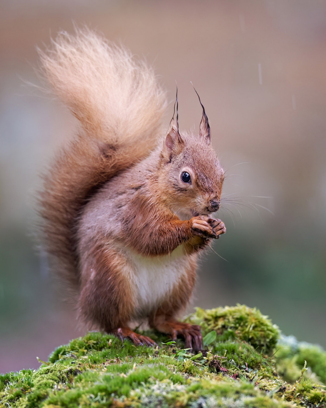 Red Squirrel