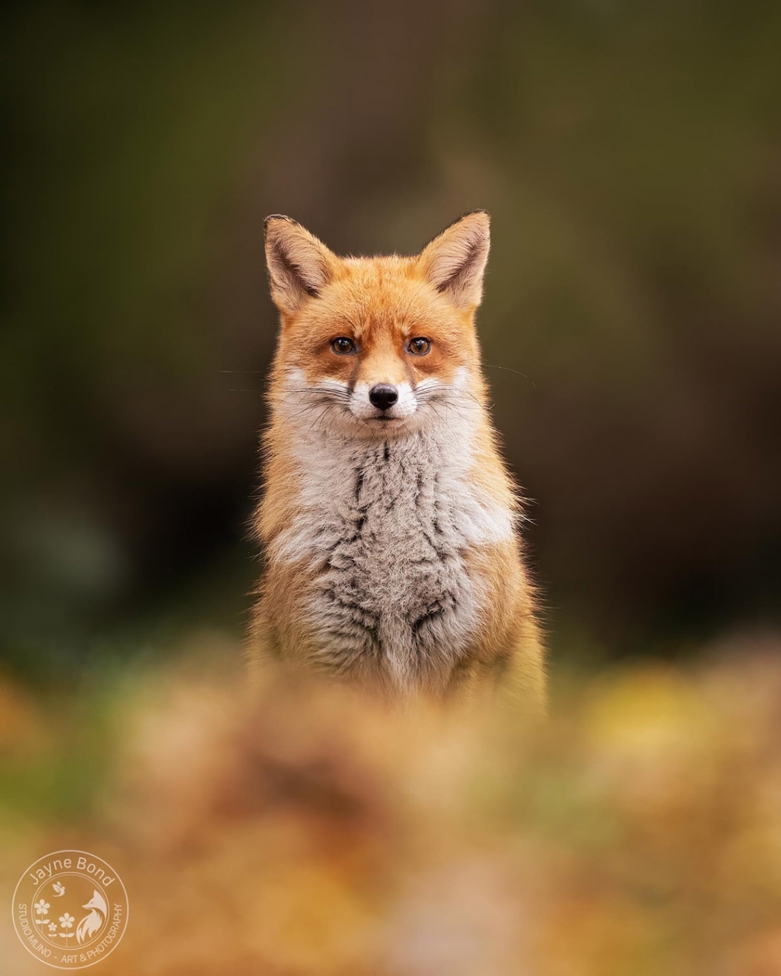 Fox