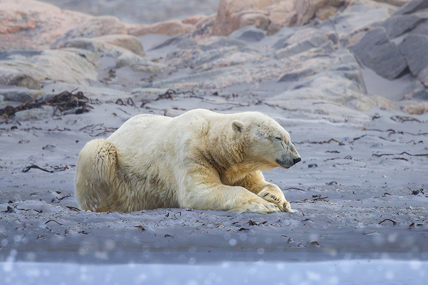 Polar Bear