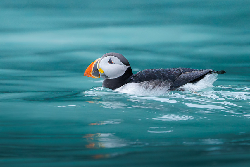 puffin